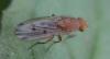 Suillia sp.